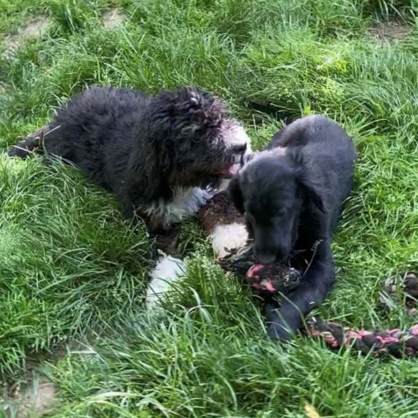 dogs at training park