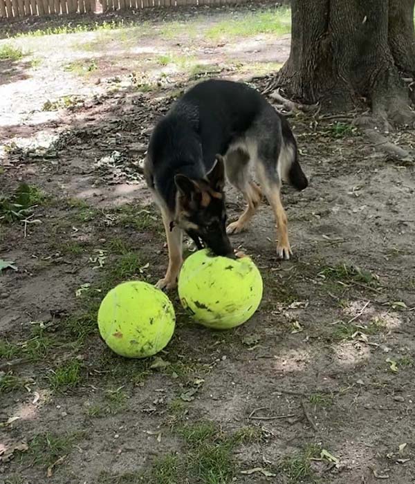 dog at training park