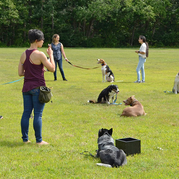 trainers with dogs at park