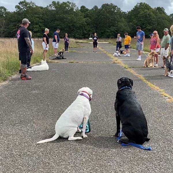 trainers with dogs at park